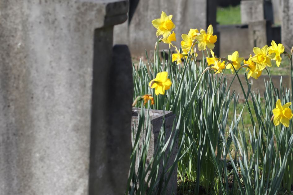 mitä kukkia haudalle keväällä